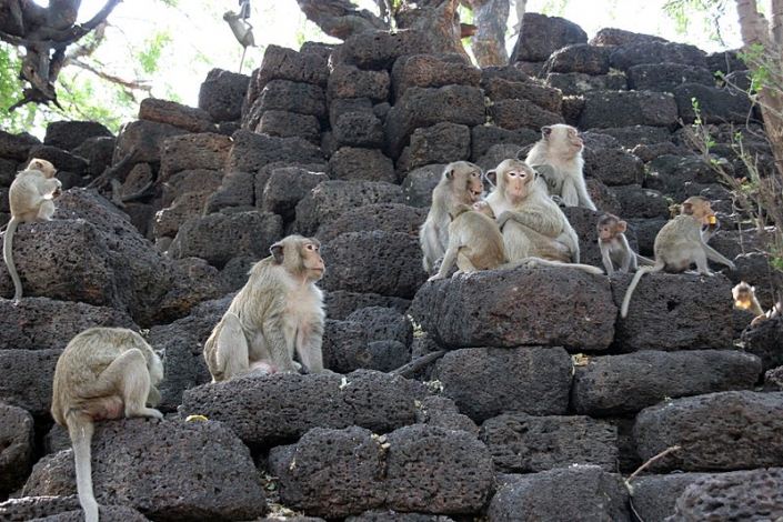 Festival delle scimmie di Lopburi