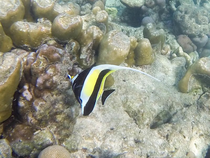 Isole Surin